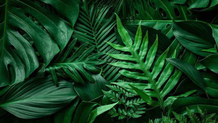 Création de jardins Aurillac